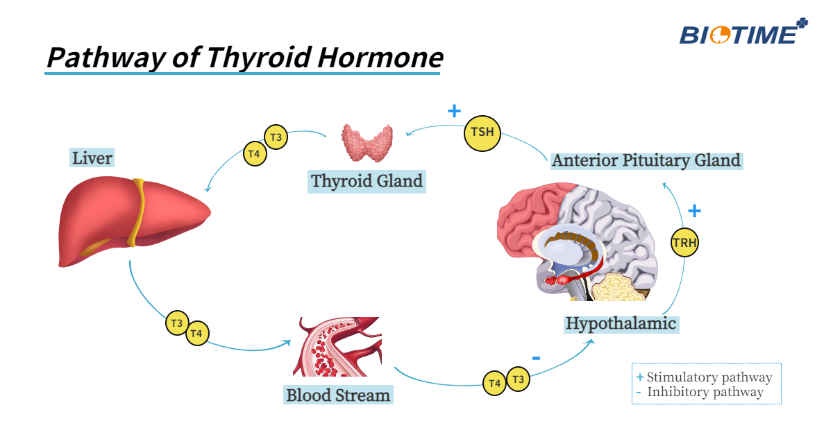 Biotime thyroid hormone marker