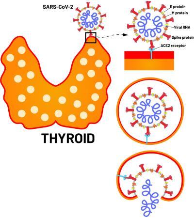 Biotime thyroid poct test