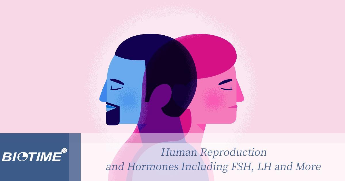 Human Reproduction and Hormones Including FSH, LH and More